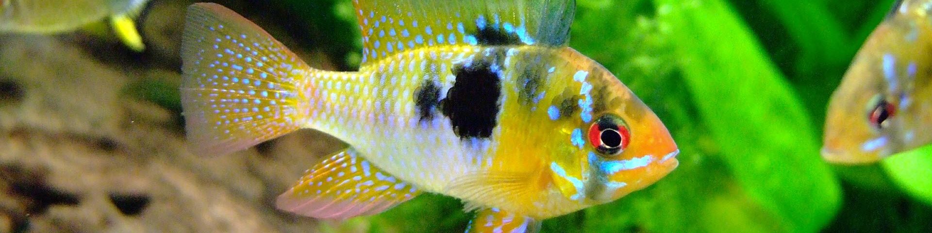 cropped-dwarf-cichlid-german-ram.jpg | Dwarf Cichlids